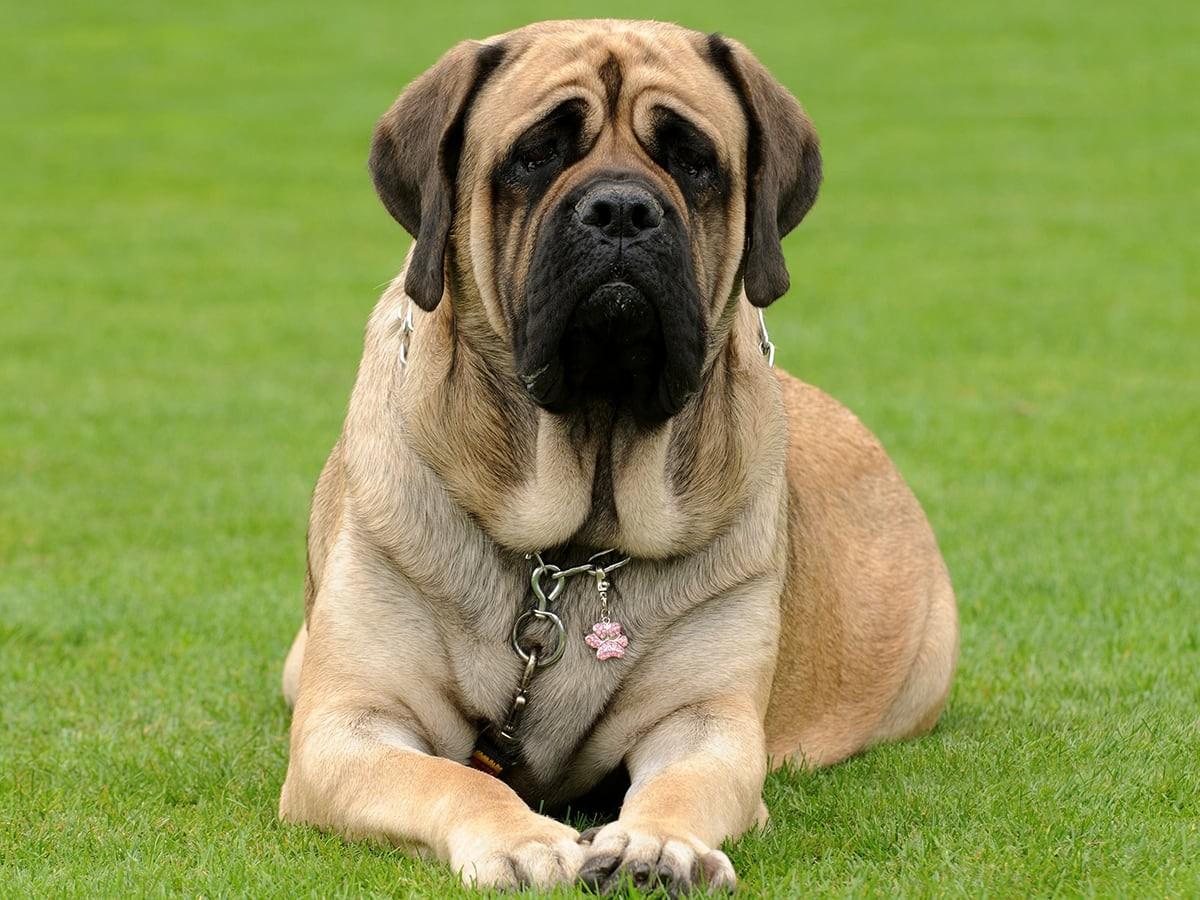 English Mastiff 