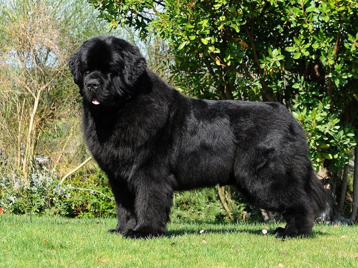 Newfoundland