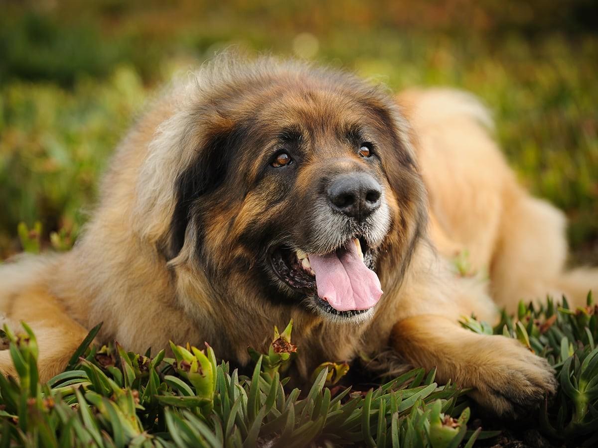 Leonberger 