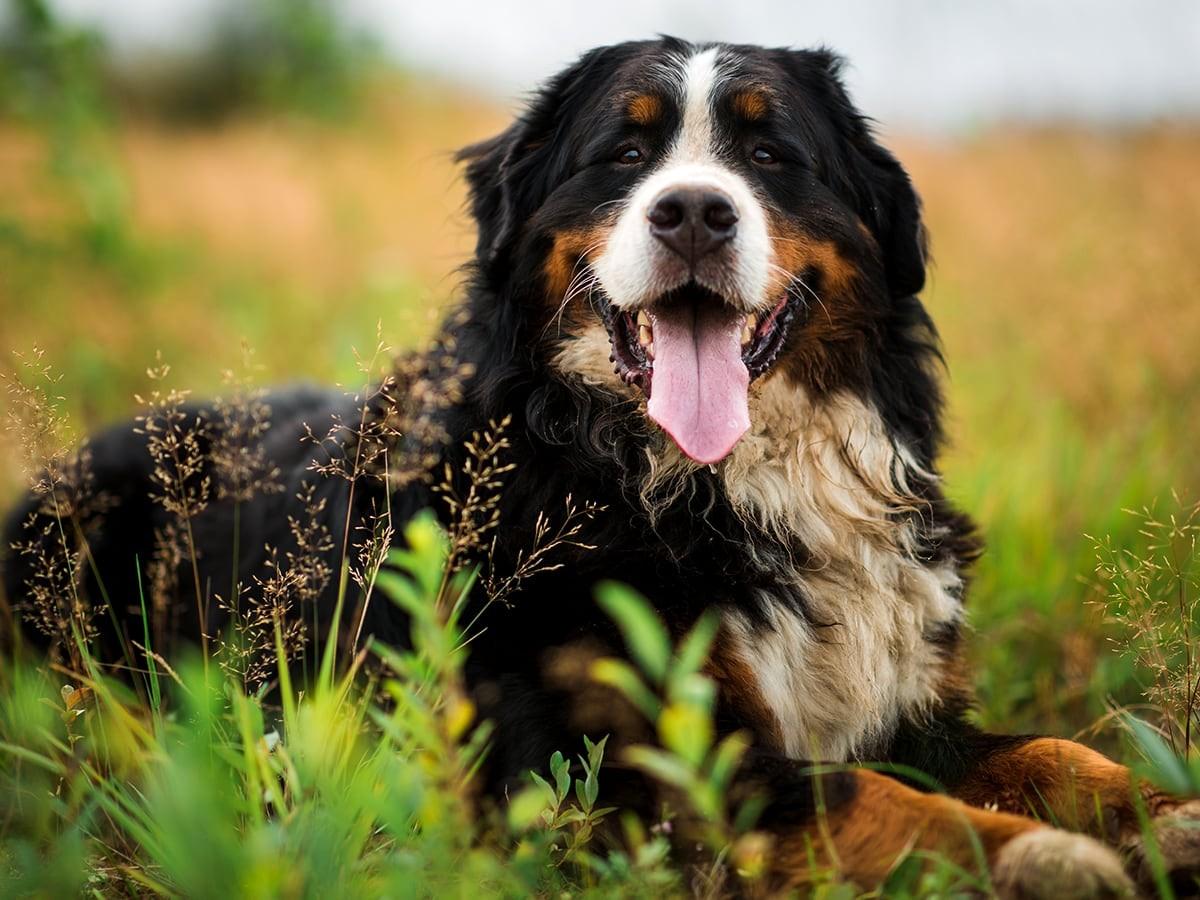 Bernese Mountain Dog