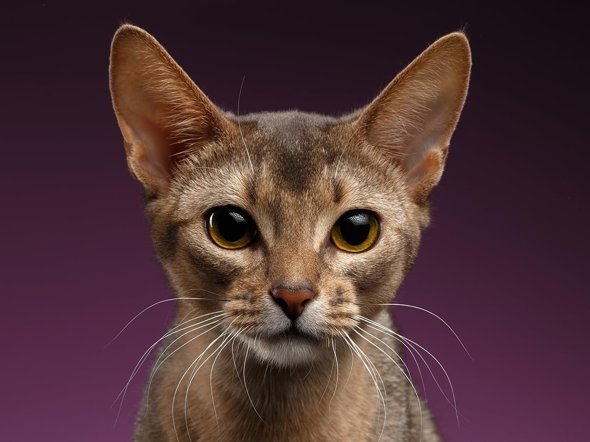 Abyssinian