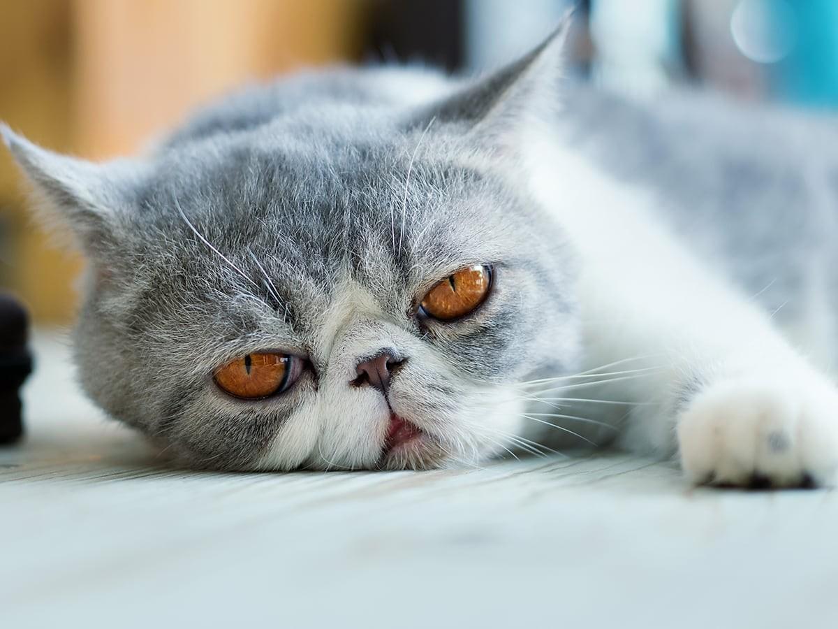 Exotic Shorthair