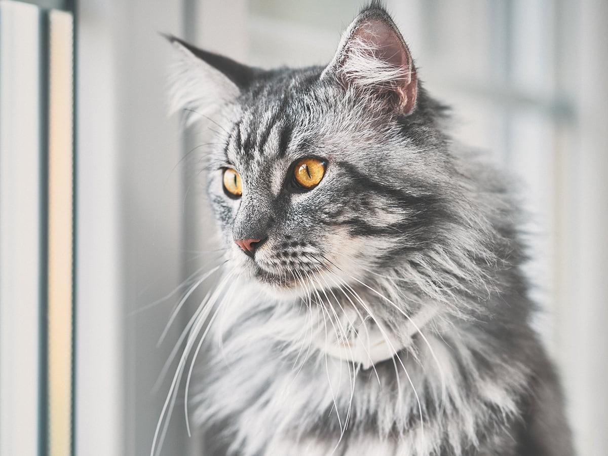 Main Coon