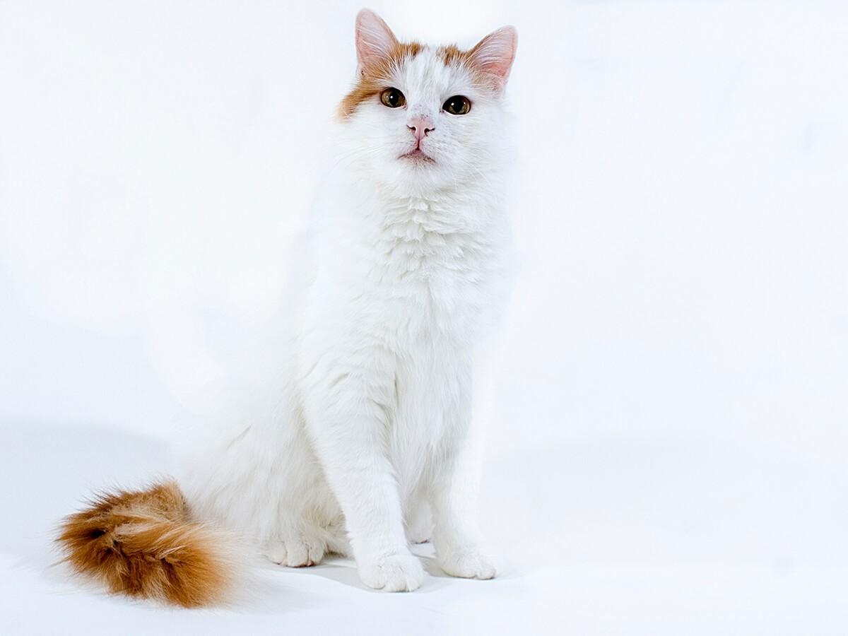 Turkish Van