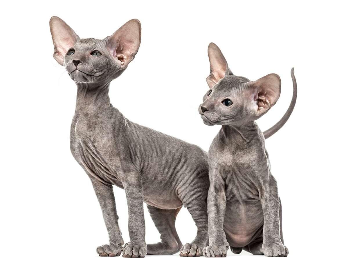 Peterbald