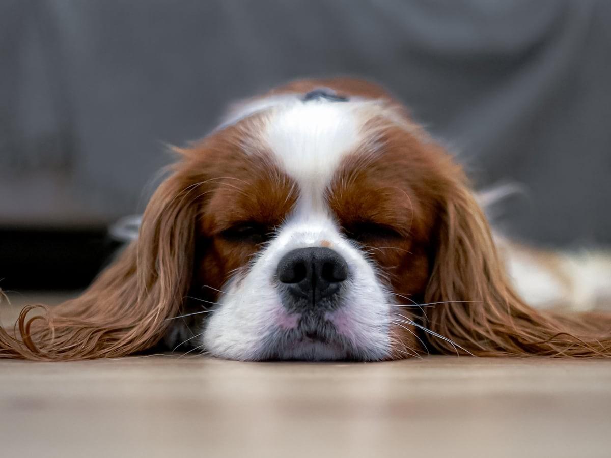 Cavalier King Charles Spaniels