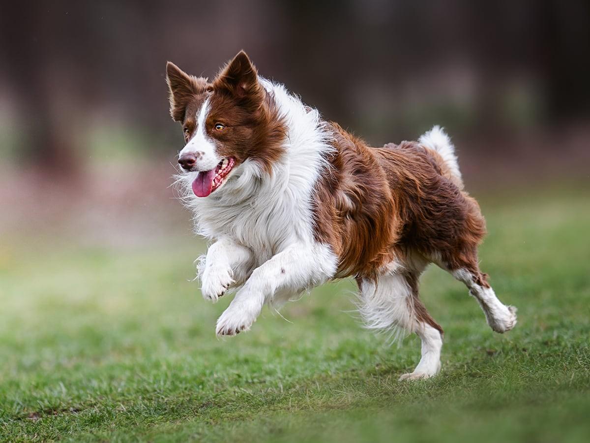 A long-furred brown and white dog is running with its tongue out.