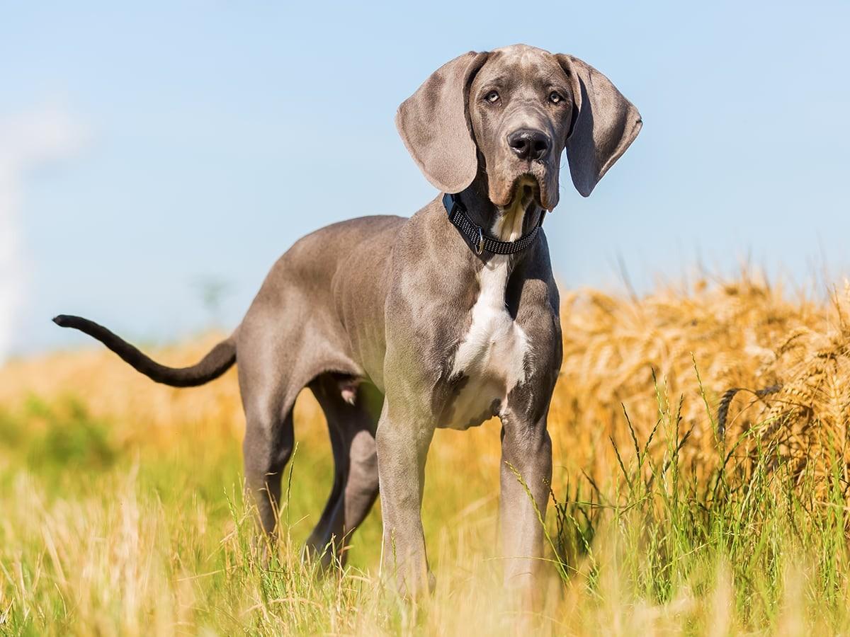 Great Danes