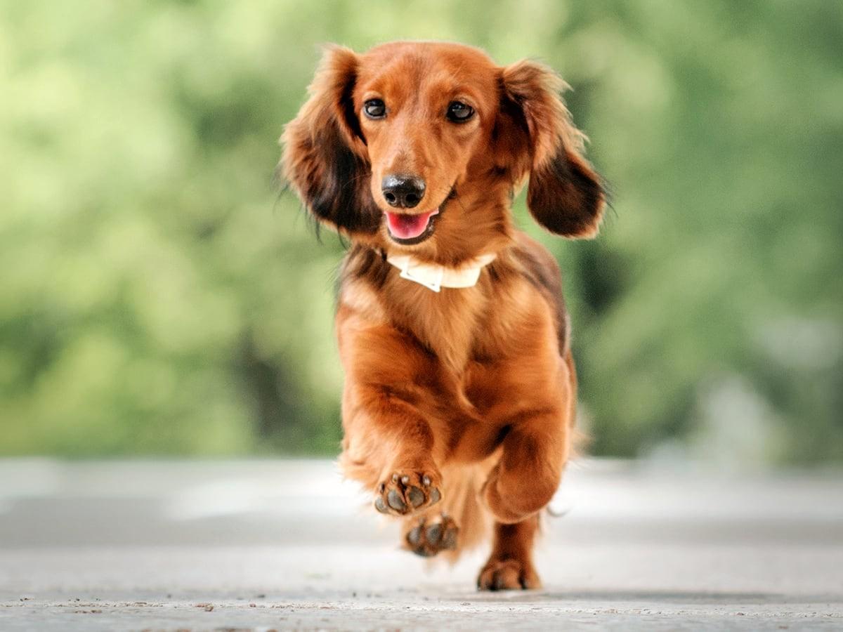 Dachshund