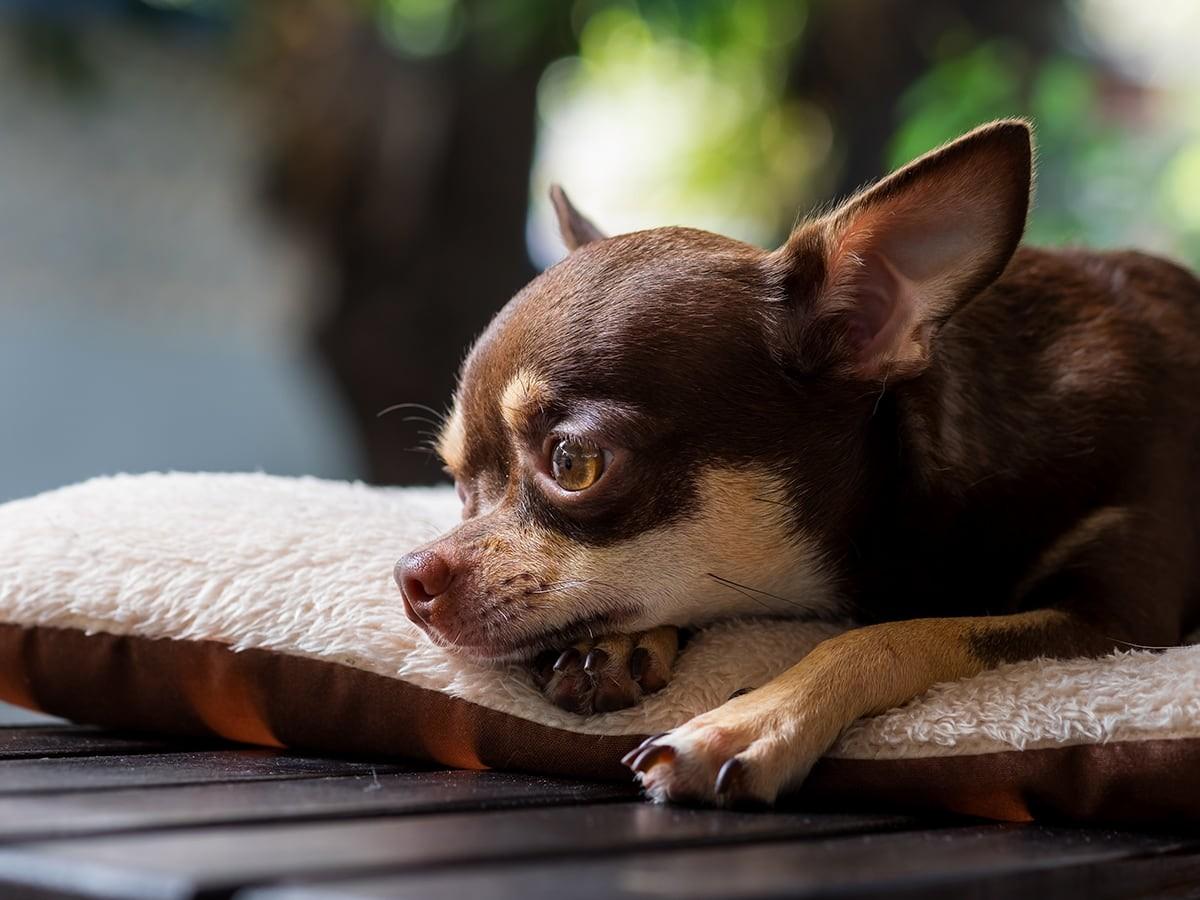 Chihuahua