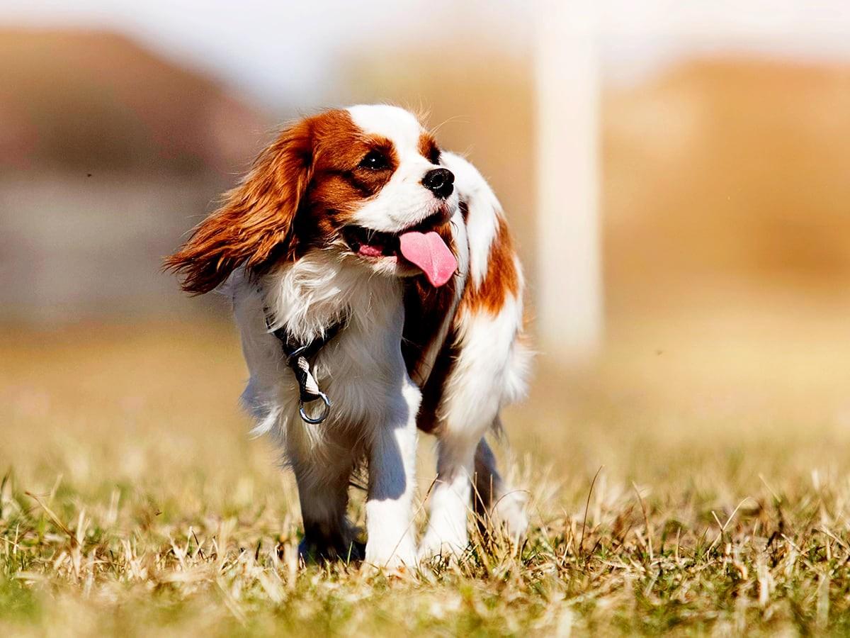 Cavalier King Charles Spaniel