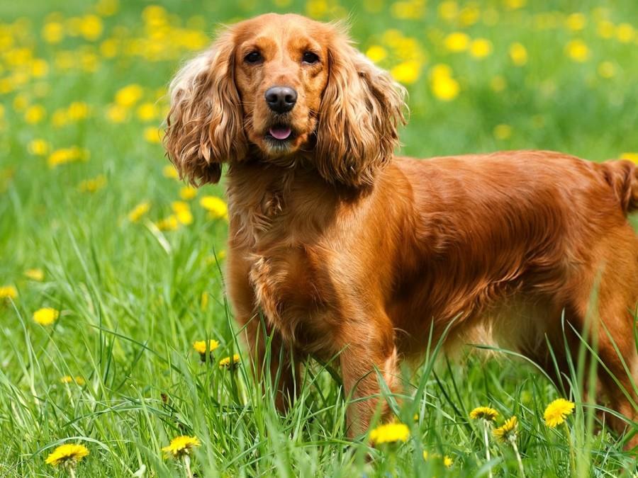 Cocker Spaniel