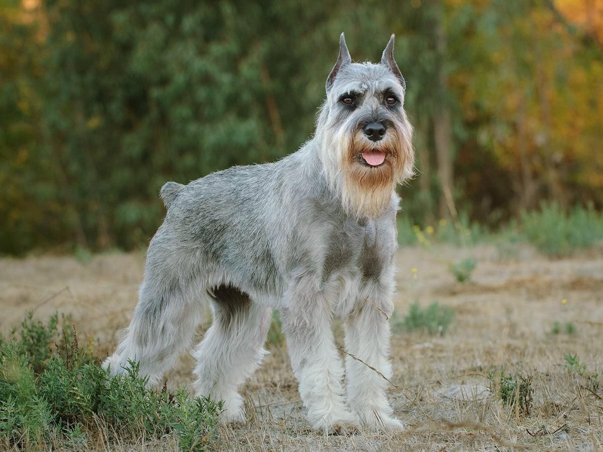 Standard Schnauzer