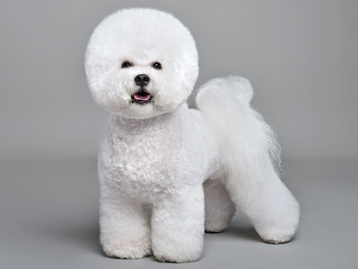 Bichon Frise