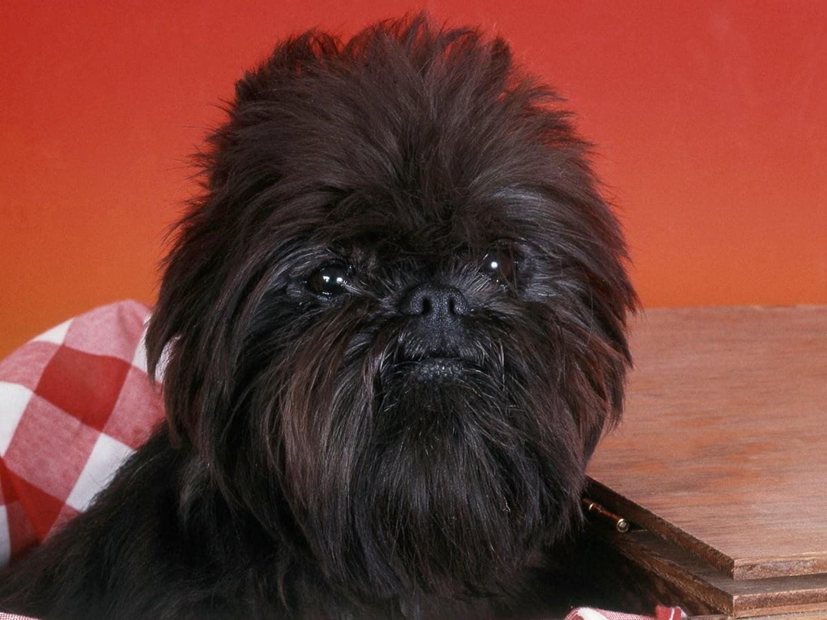 Affenpinscher