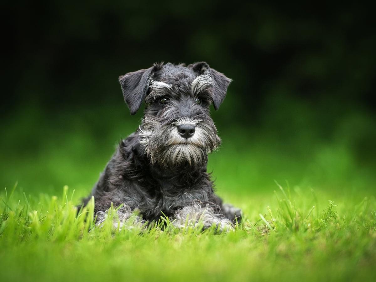 Schnauzer