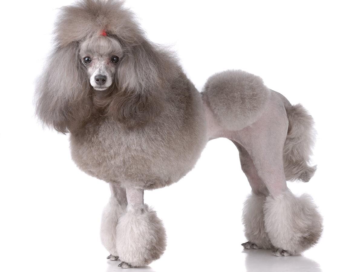 Poodle