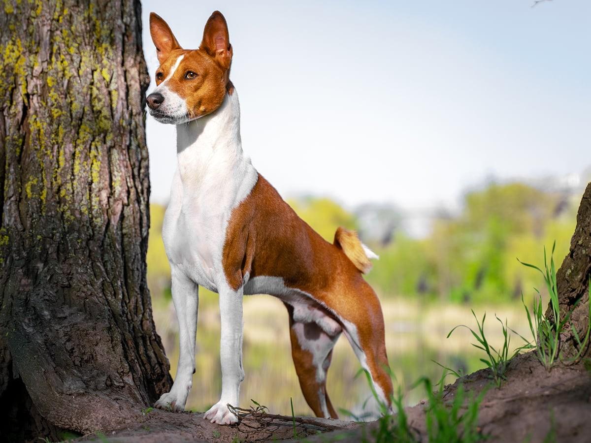 Basenji