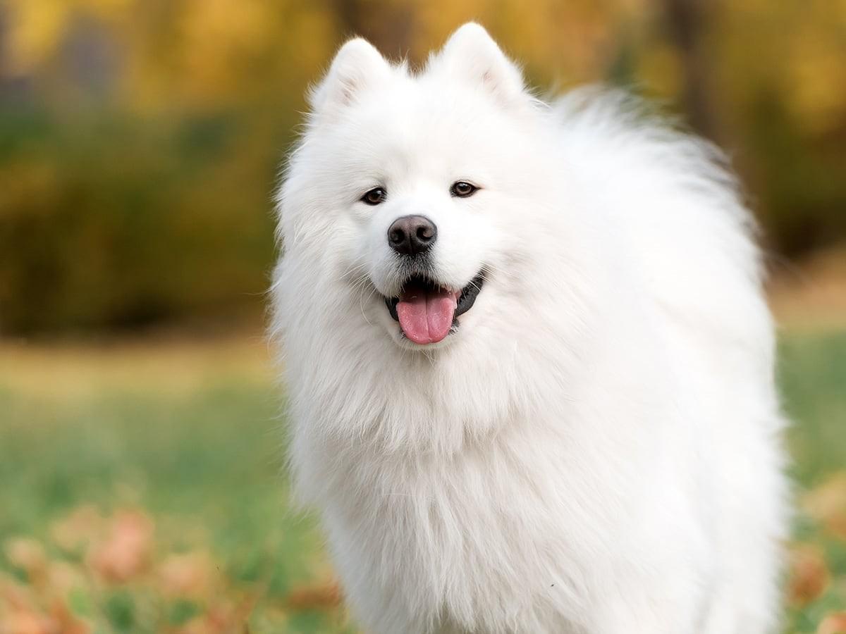 Samoyed