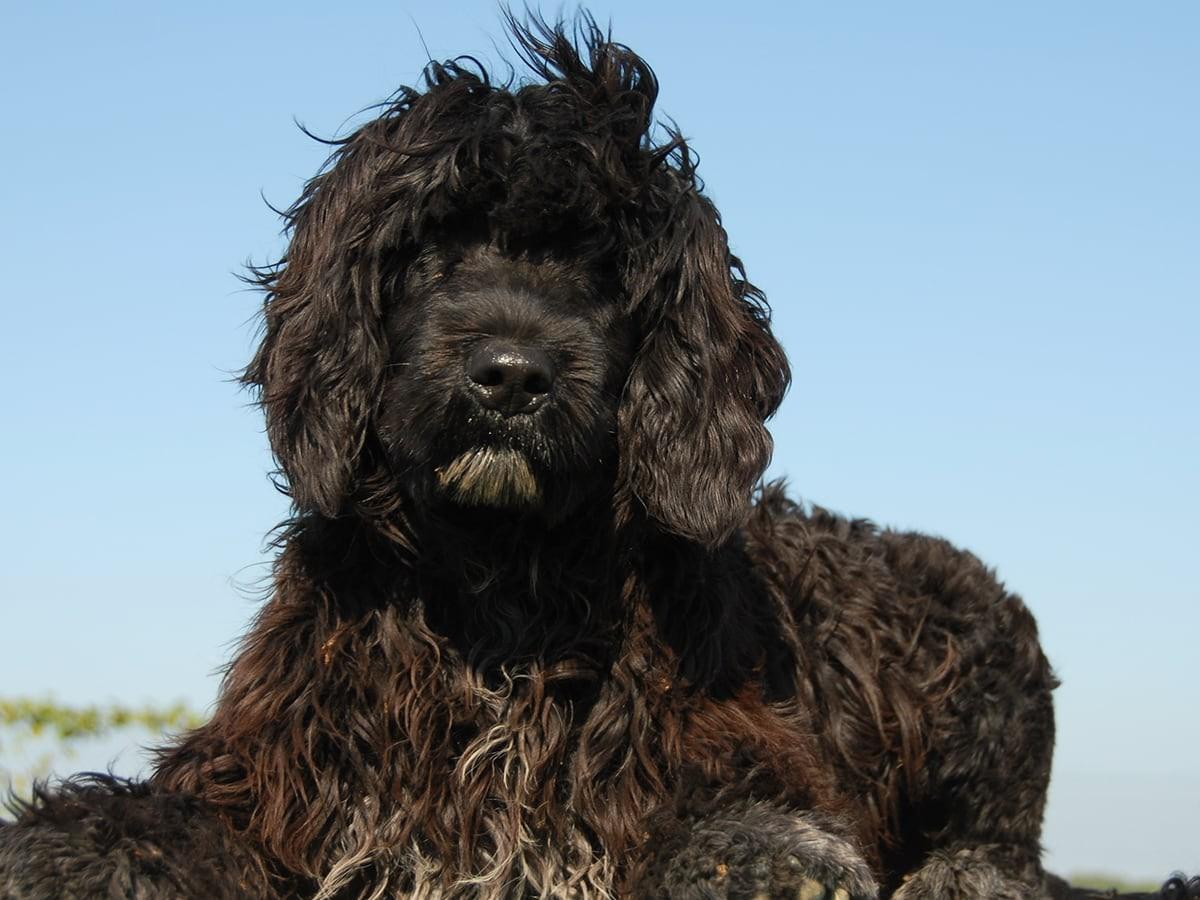 Portuguese Water Dog