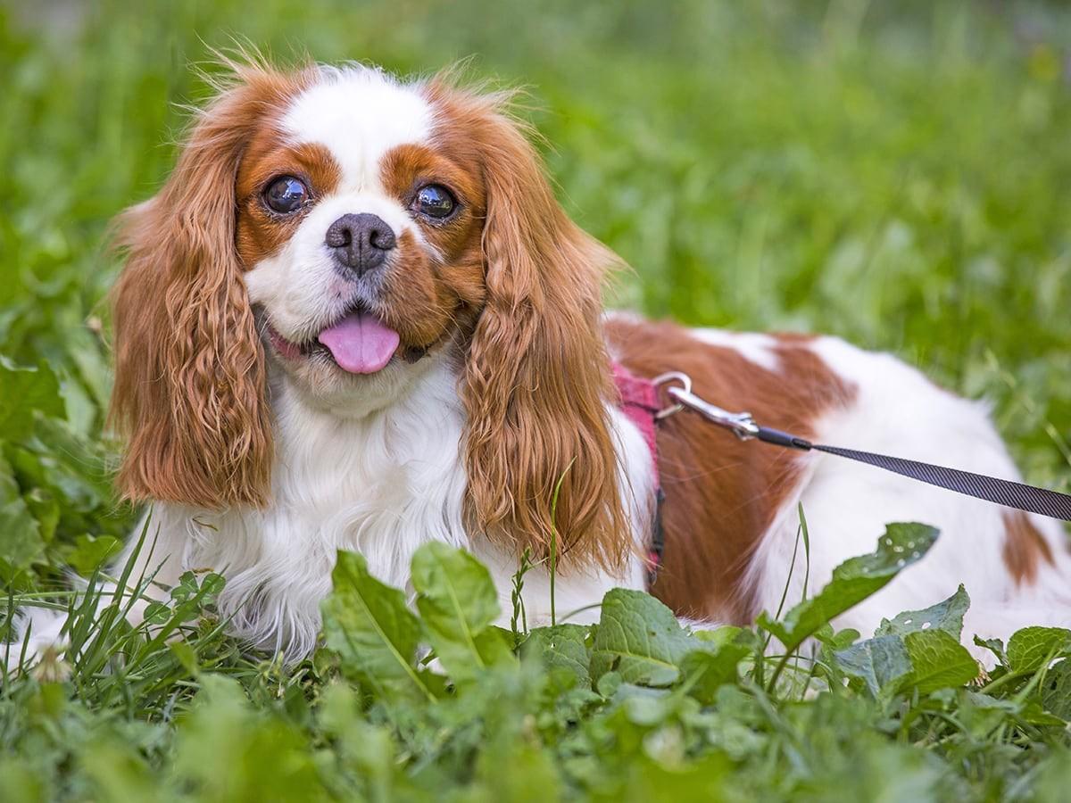 Cavalier King Charles Spaniel