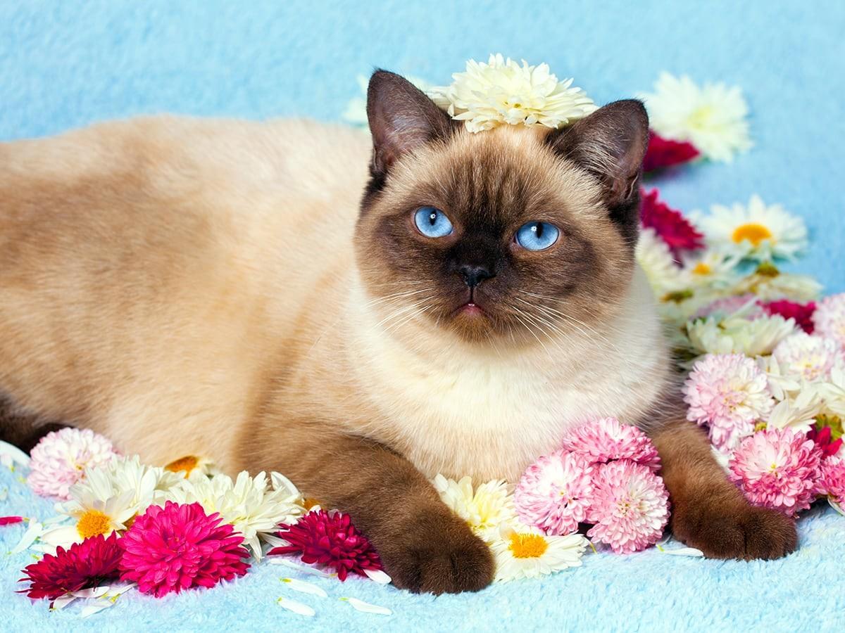 Chocolate Point Siamese Cats