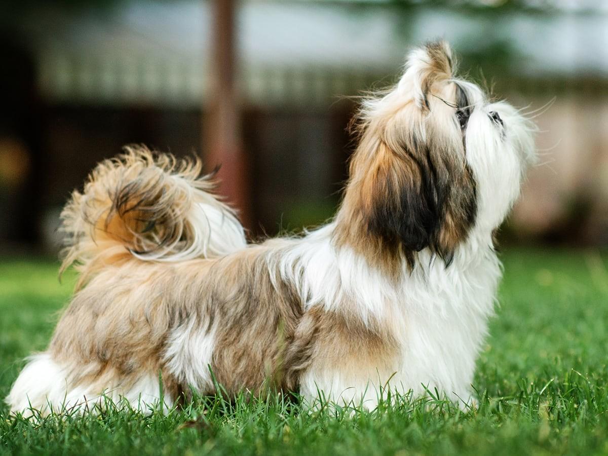 Shih Tzu