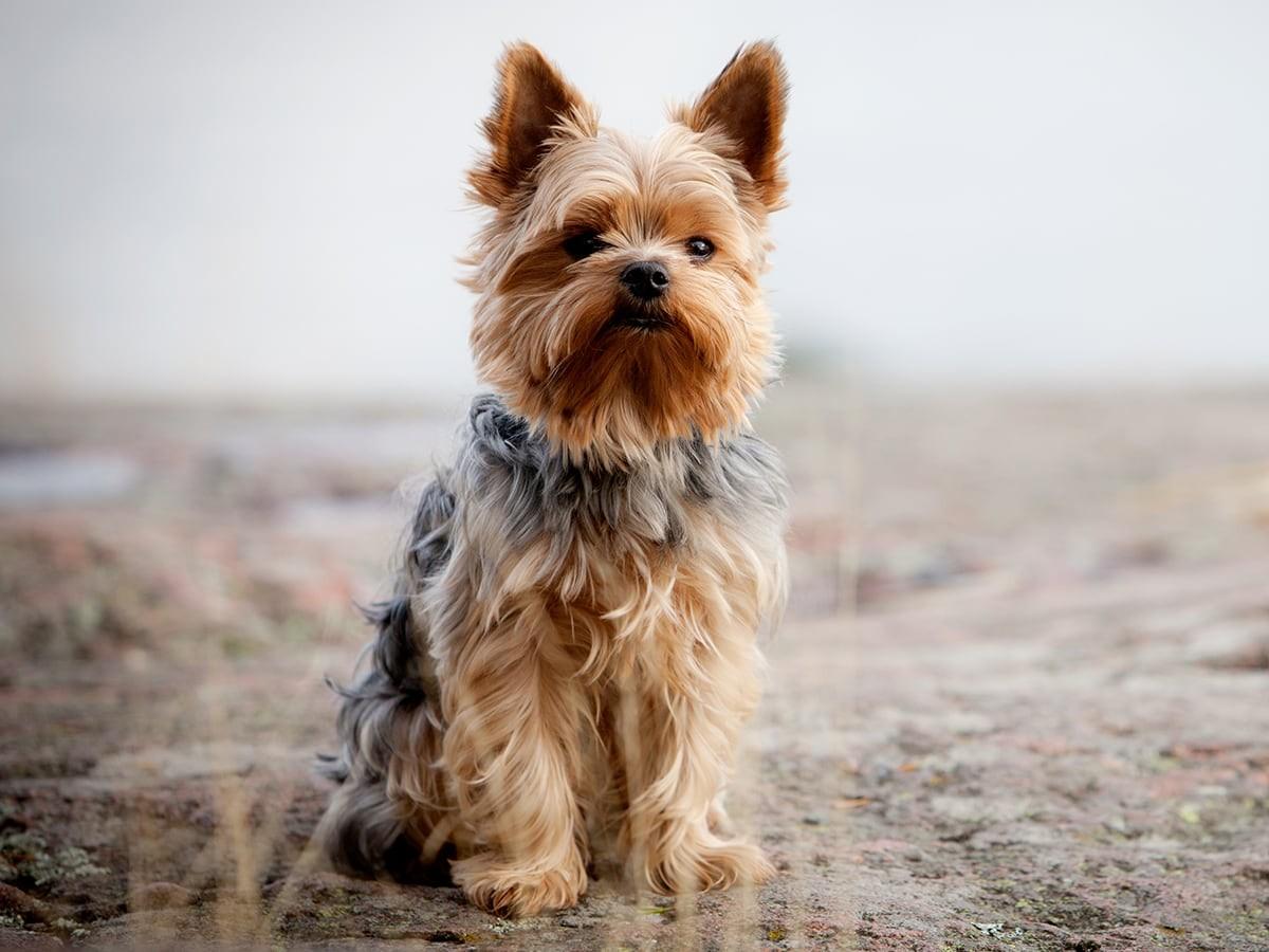 Yorkshire Terrier