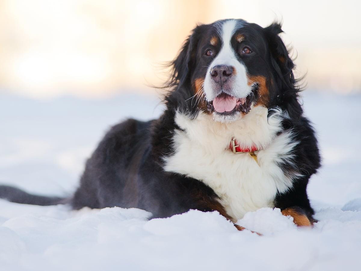 Bernedoodle Bernese Mountain Dog