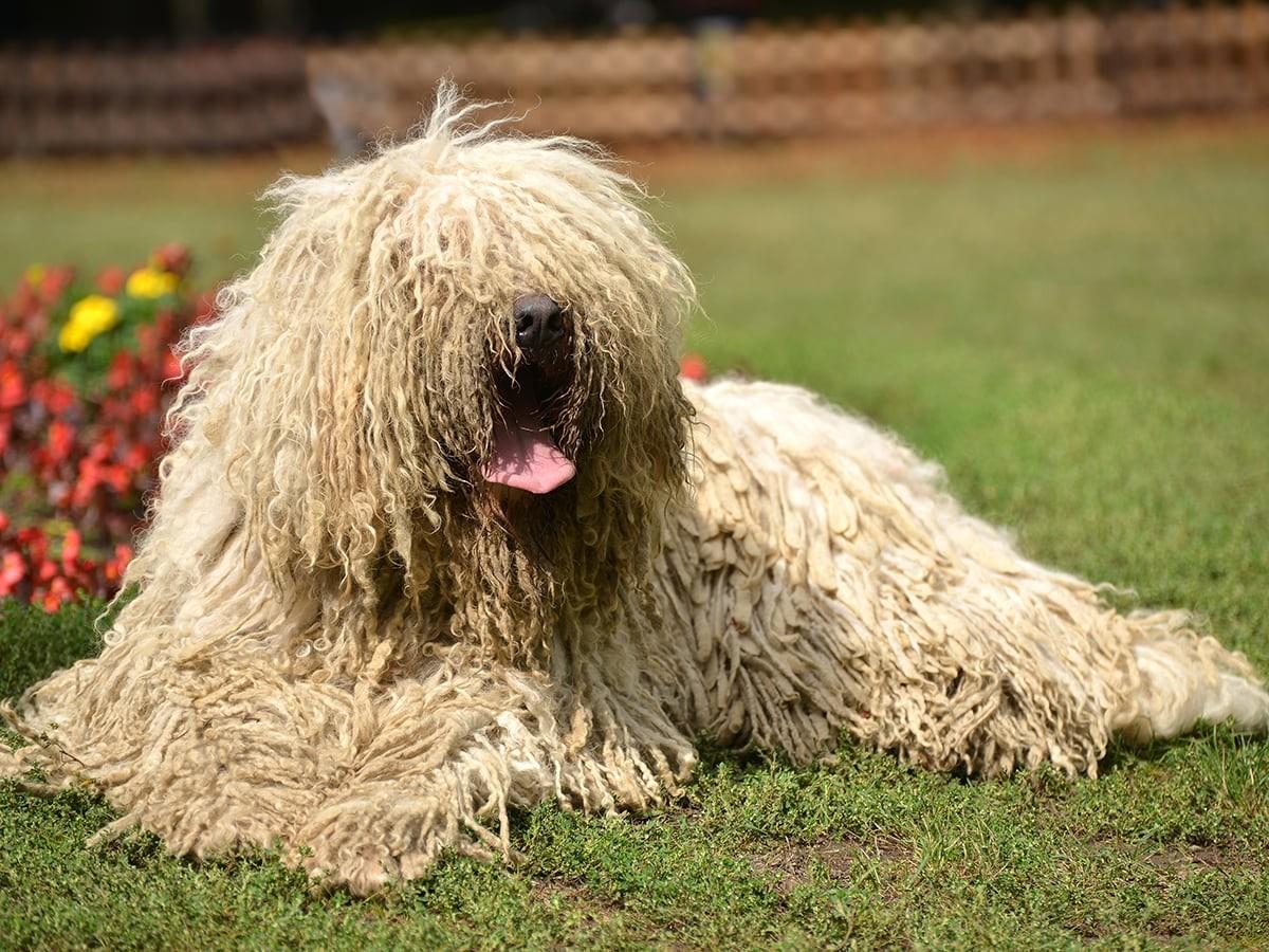 Komondor