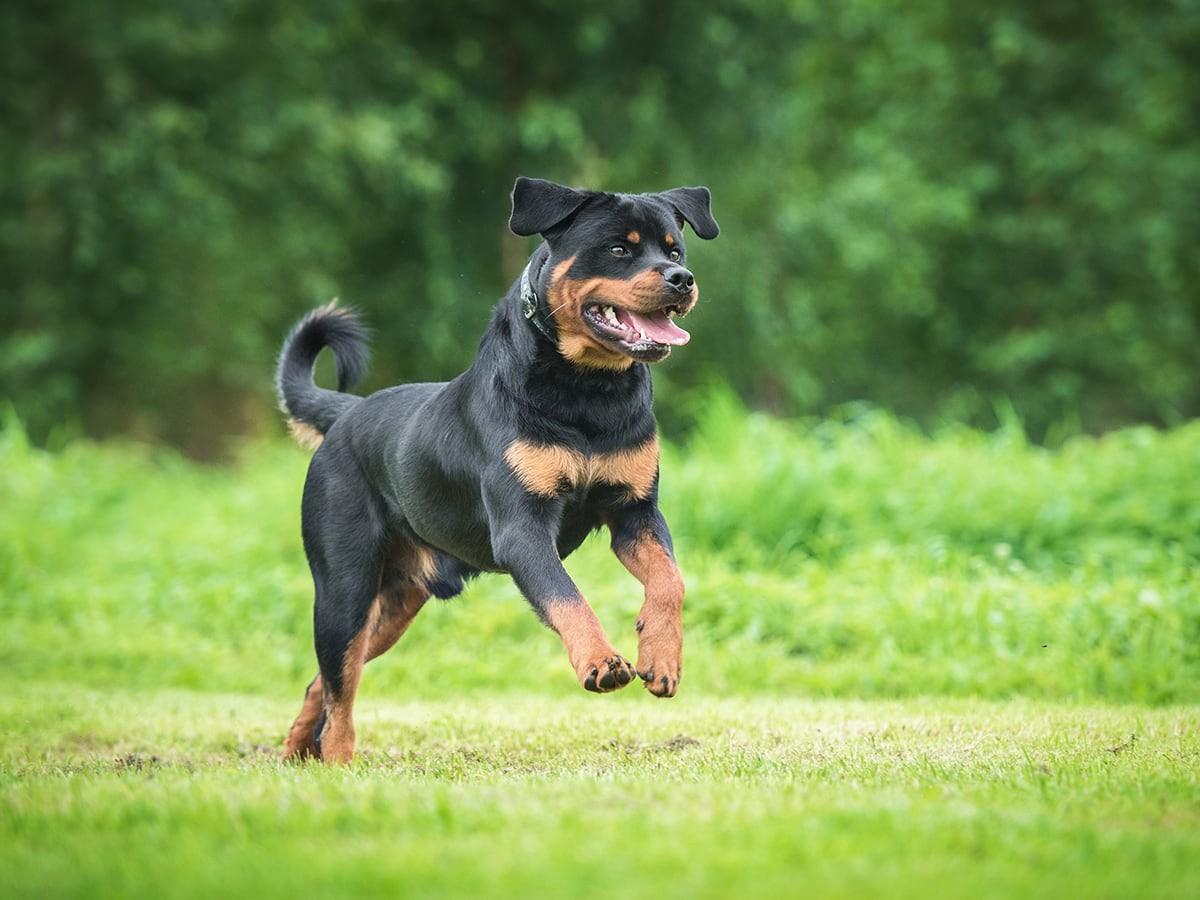 Rottweiler