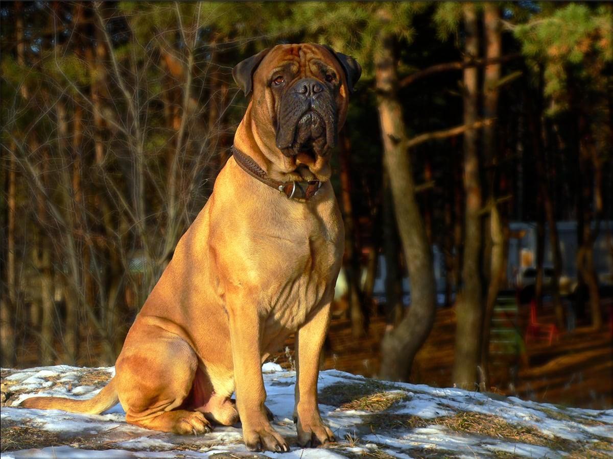 Bull Mastiff