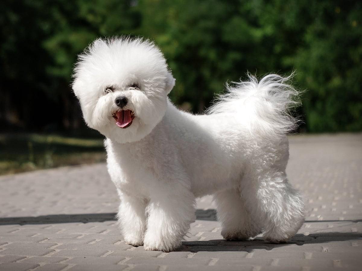 Bichon Frise