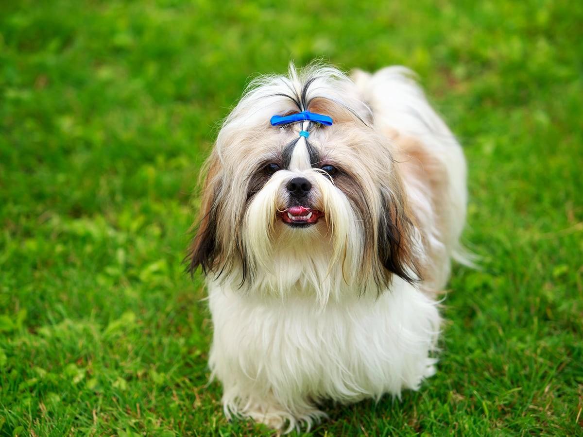 Shih Tzu