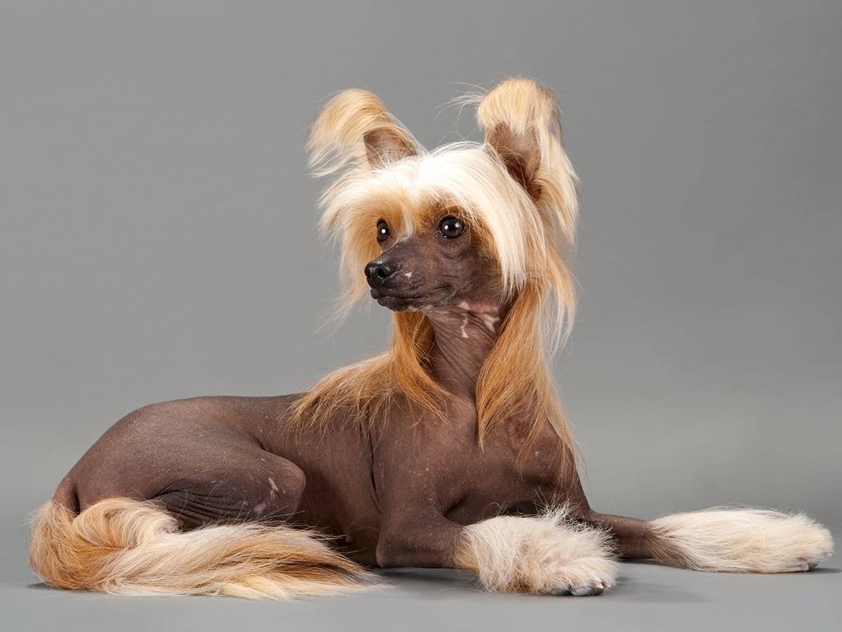 Chinese Crested