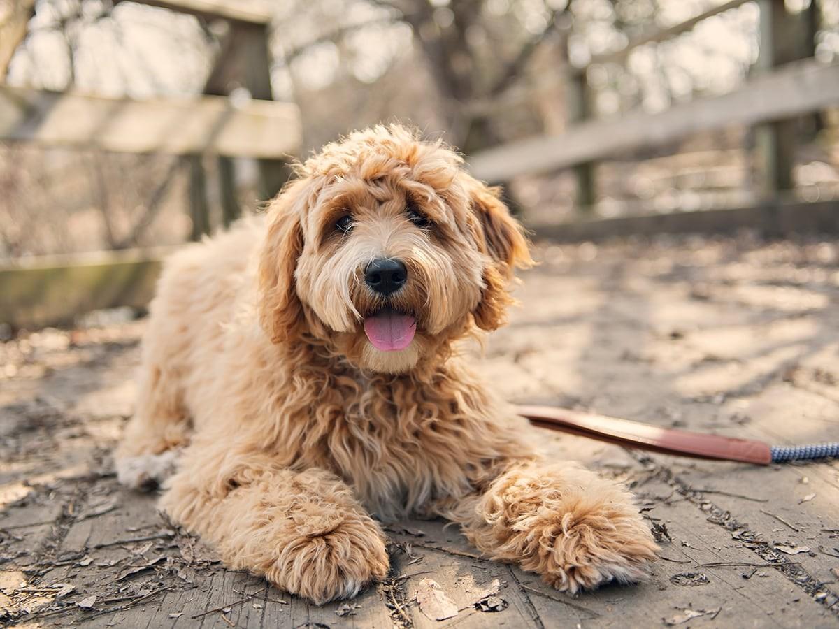 Labradoodle