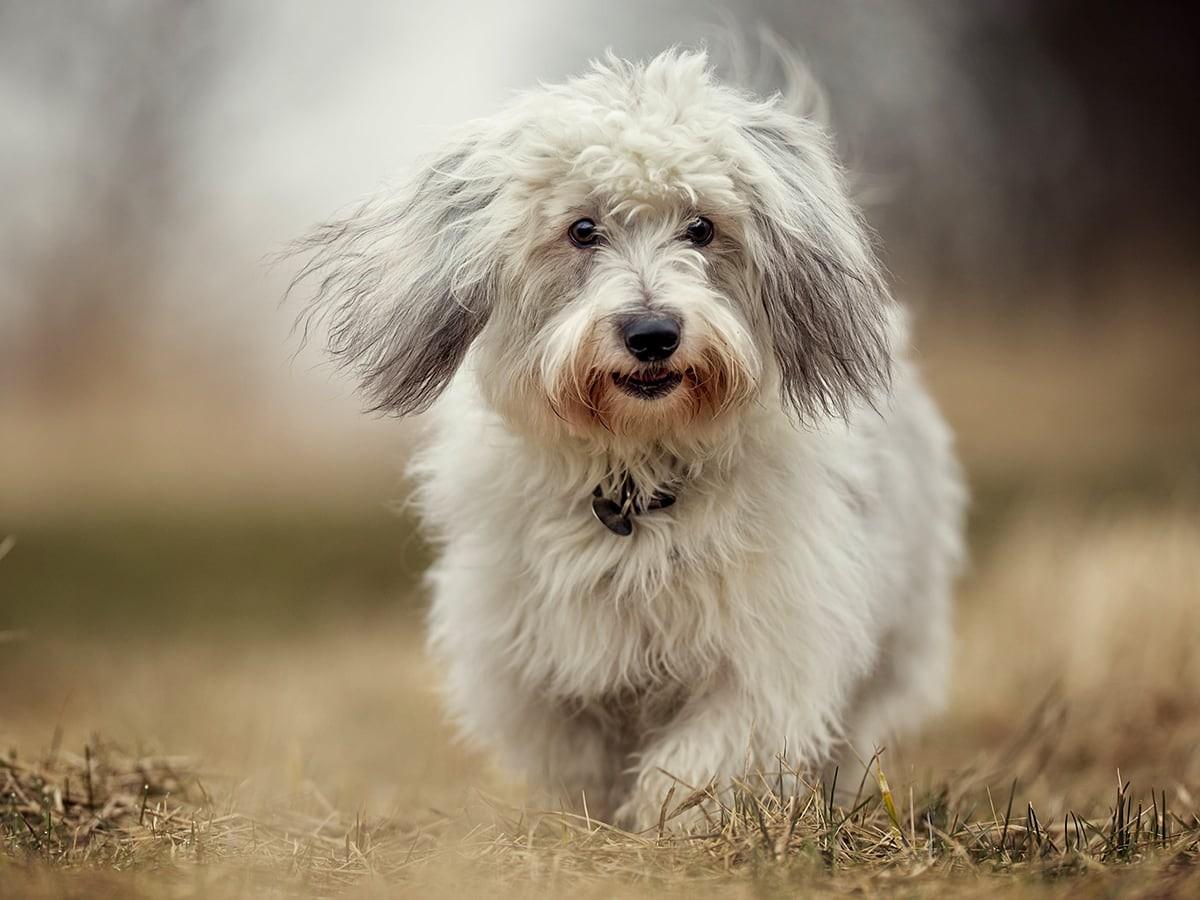 Coton de Tulear