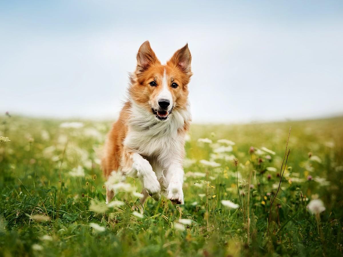 Border Collie