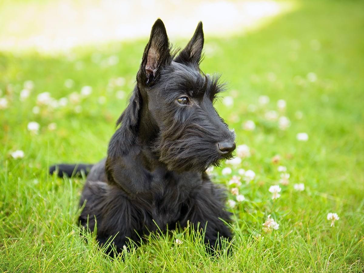 Scottish Terrier