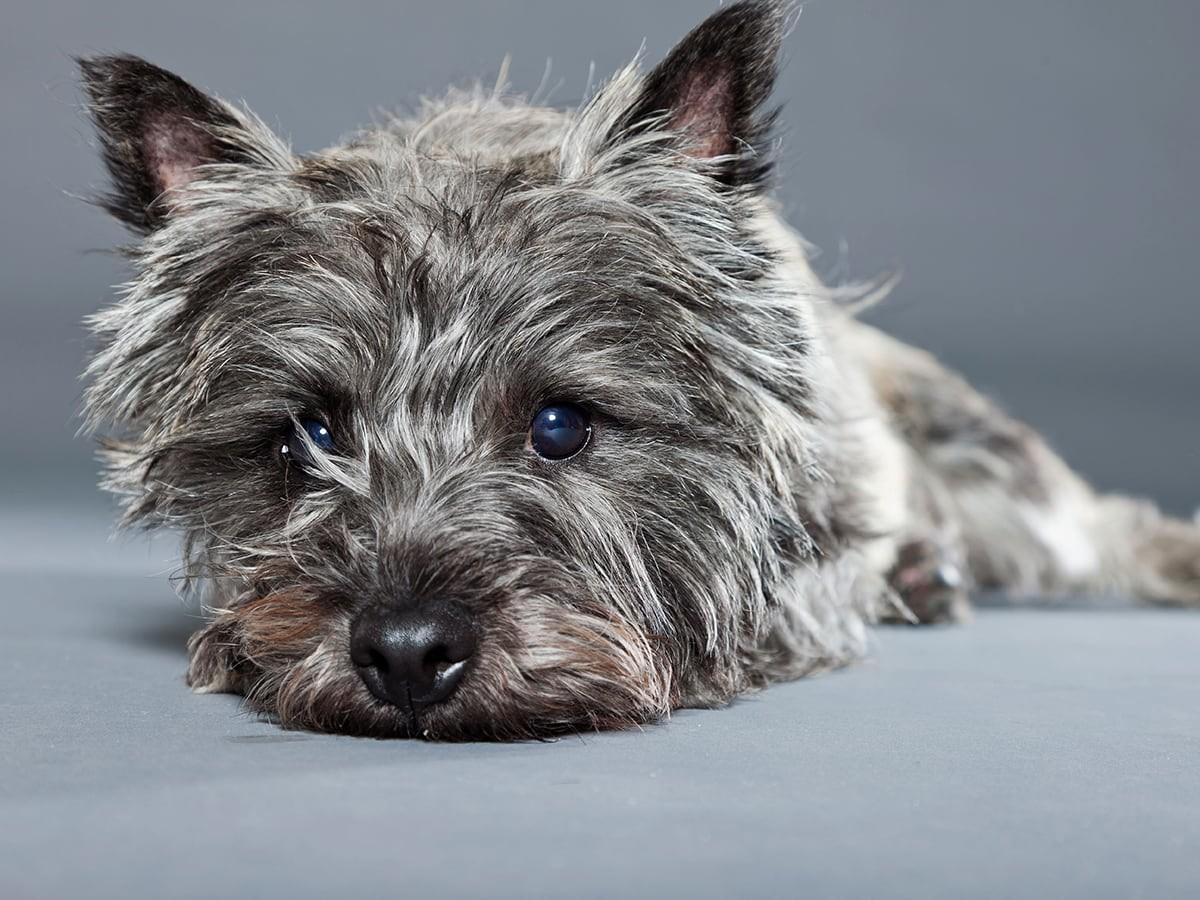 Cairn Terrier