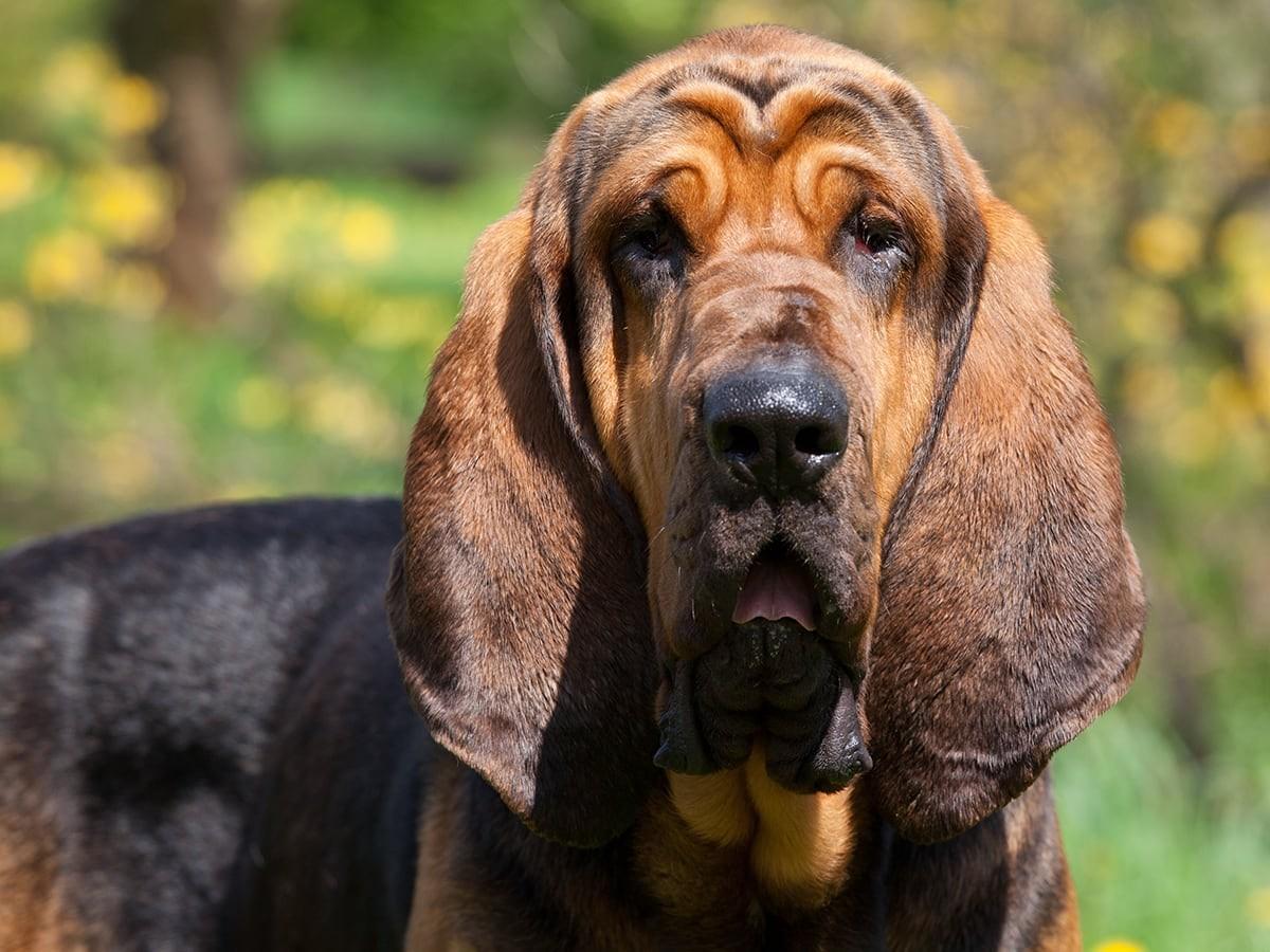 Bloodhound