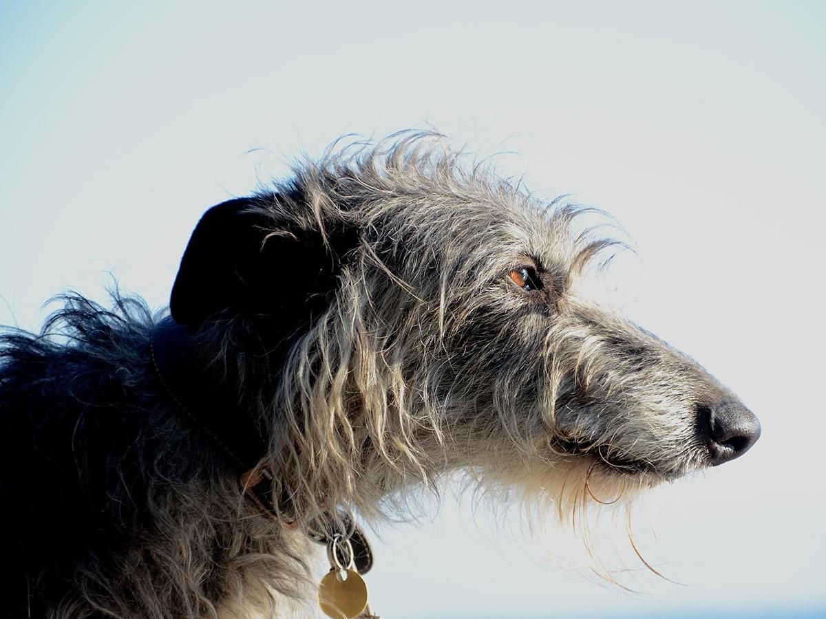 Scottish Deerhound