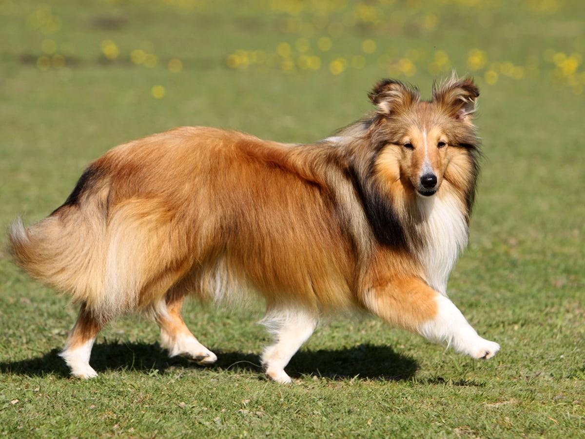 Shetland Sheepdog