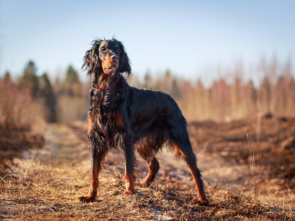 Gordon Setter