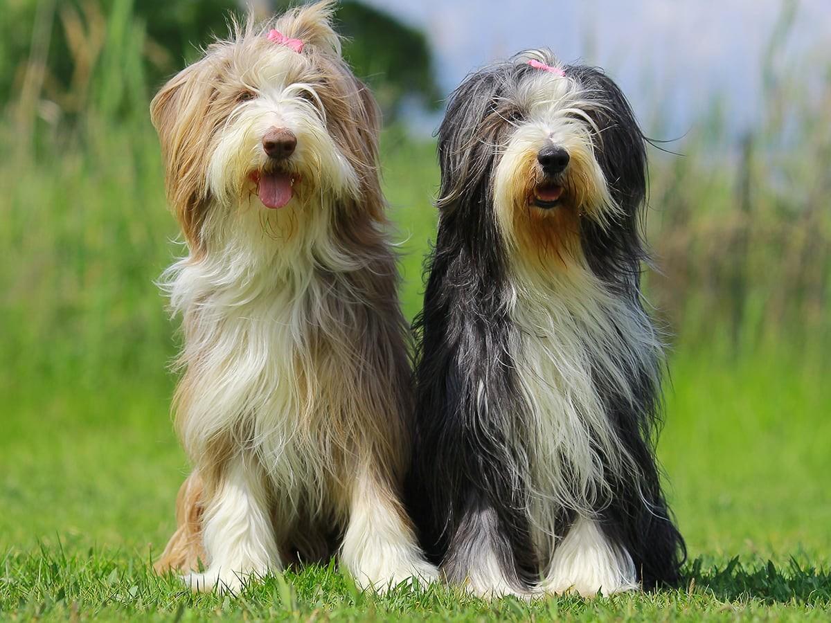 Bearded Collie