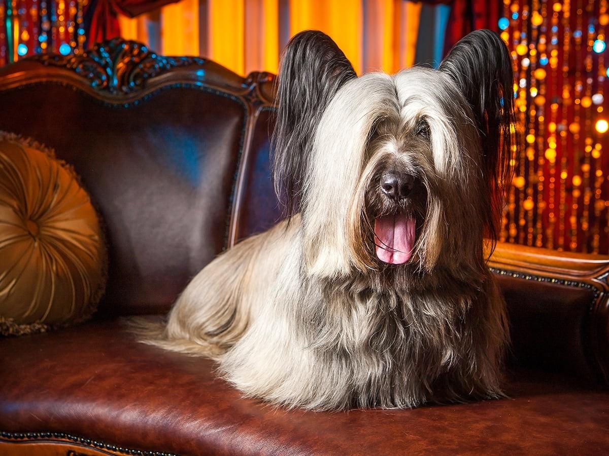 Skye Terrier