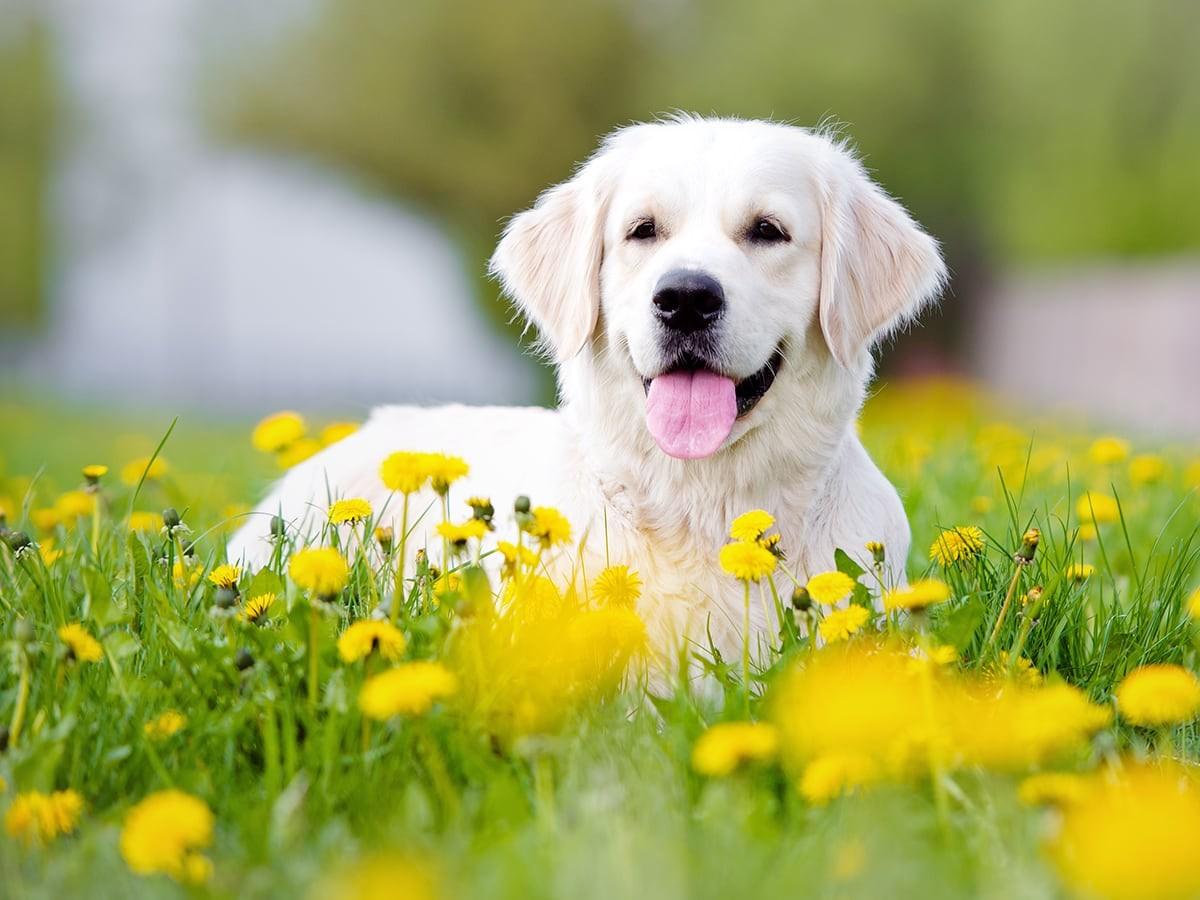 Golden Retriever