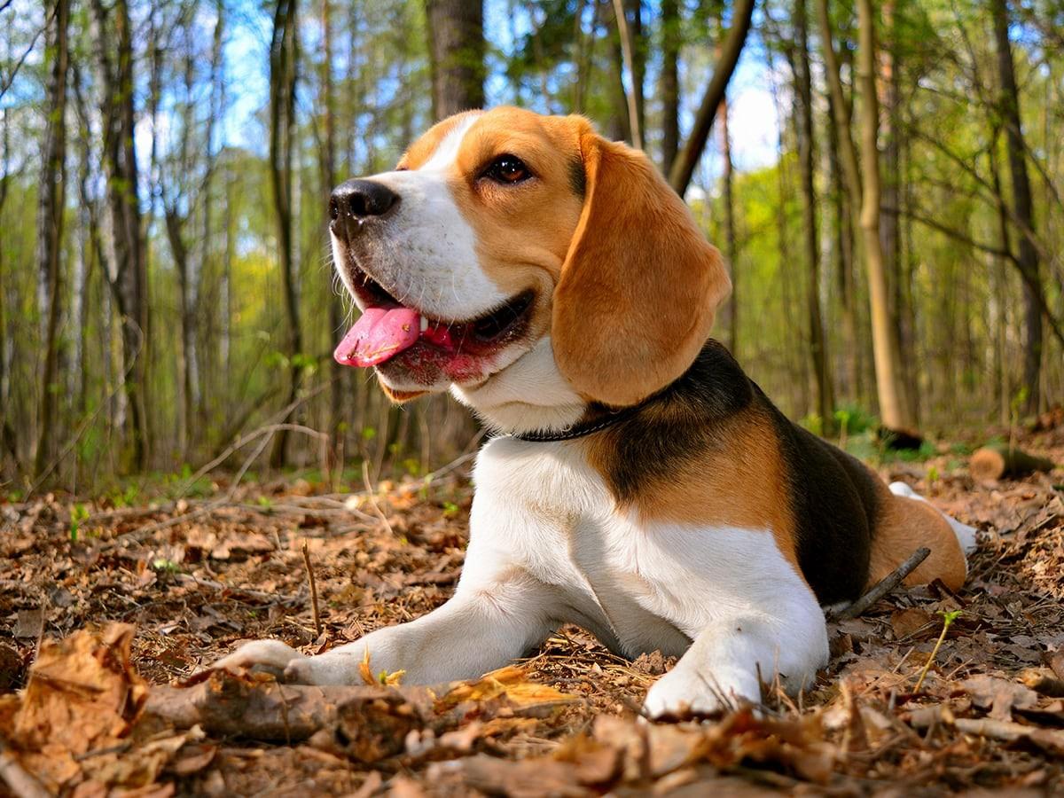 How Much Does a Beagle Cost?