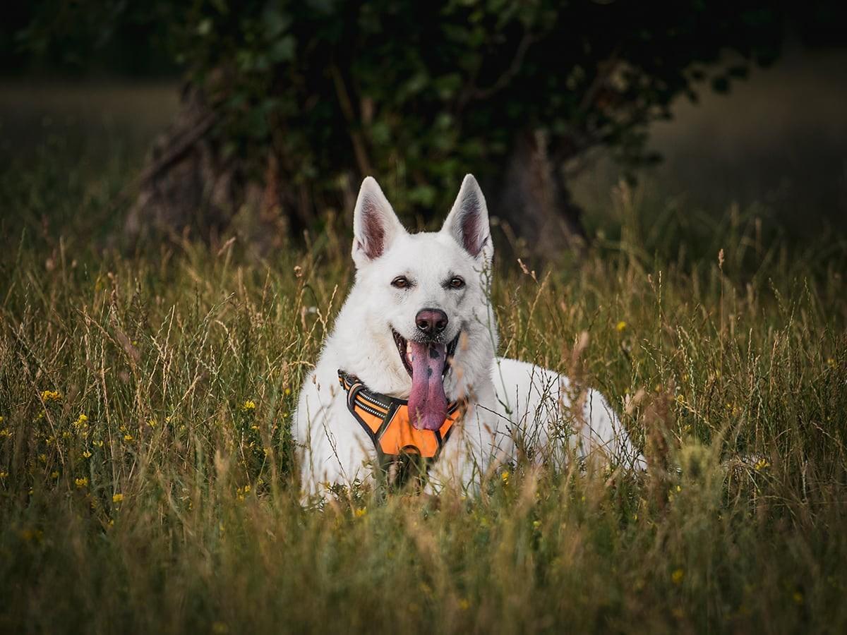 American White Shepherd