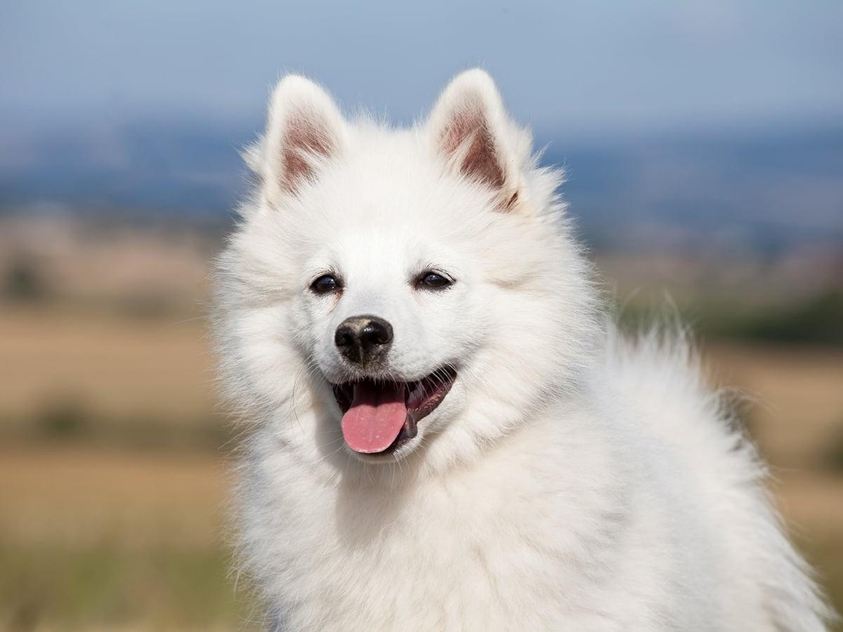 German Spitz